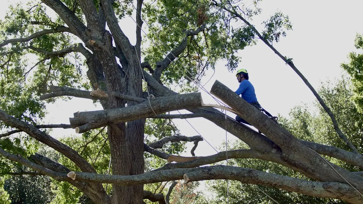 Professional Hazardous Tree Removal performed by certified arborists in San Lorenzo